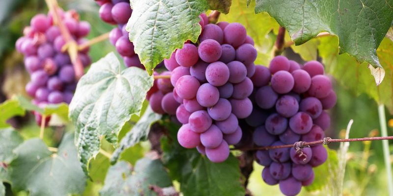 Principais uvas usadas na produção 